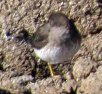 Image of Surfbird