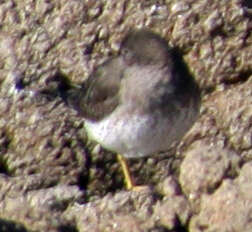 Image of Surfbird