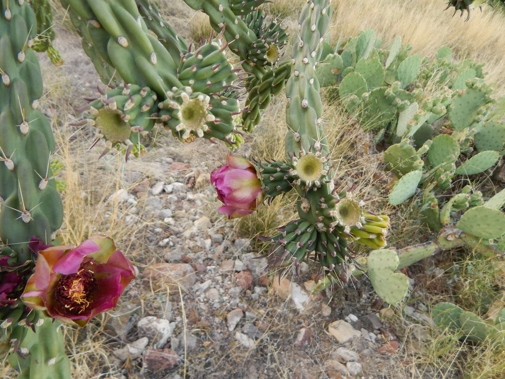 Image of tree cholla