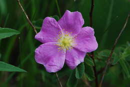 Image of prairie rose