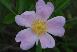 Image of prairie rose