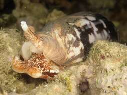 Image of Striated cone snail