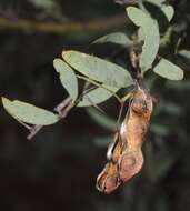 Acacia victoriae Benth. resmi