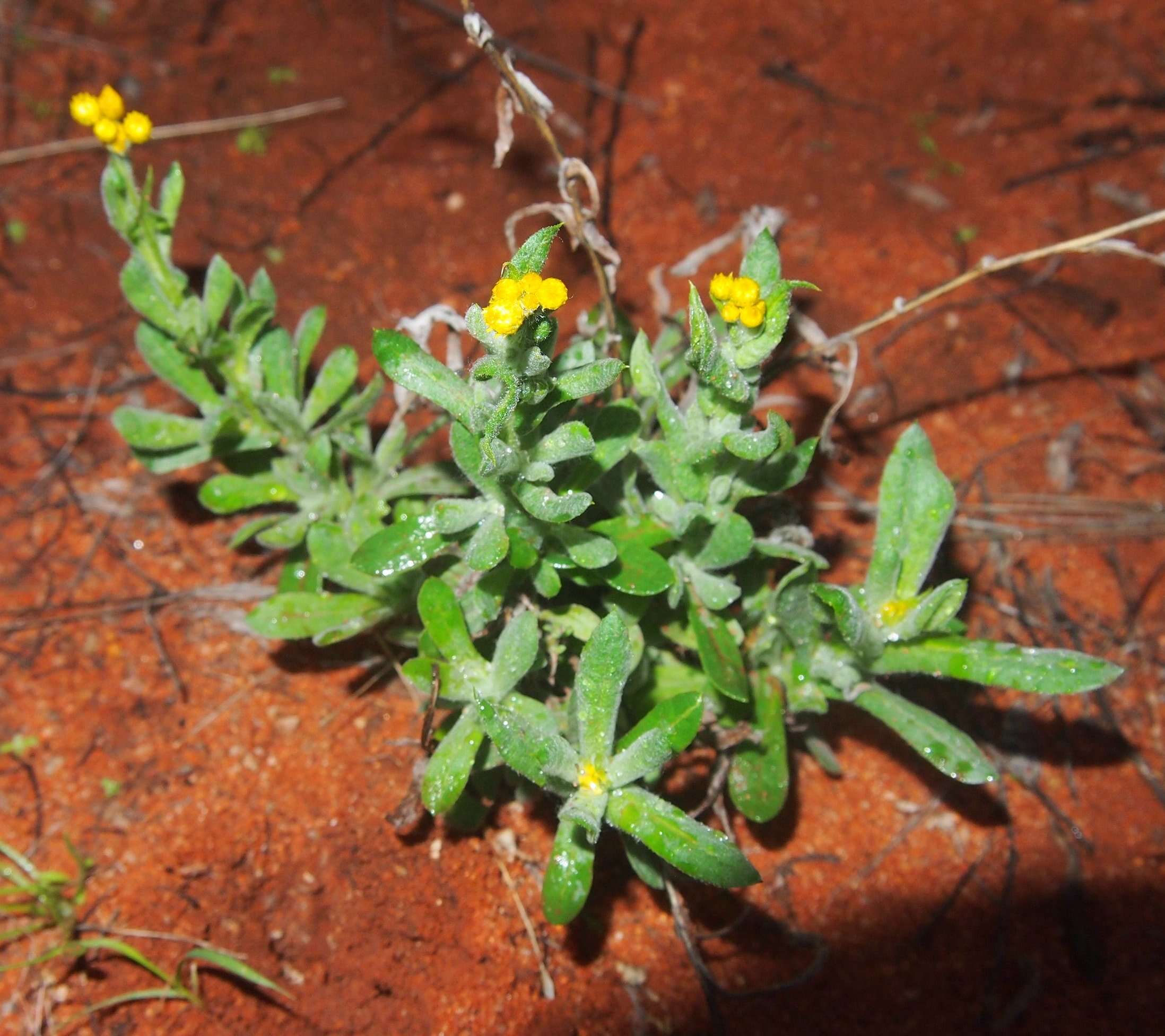 Image of Chrysocephalum apiculatum (Labill.) Steetz