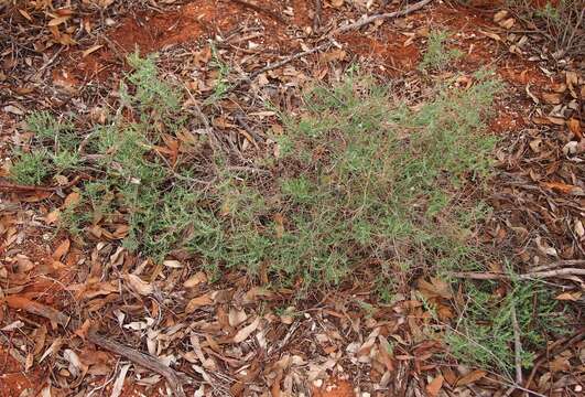 Image of barrier saltbush