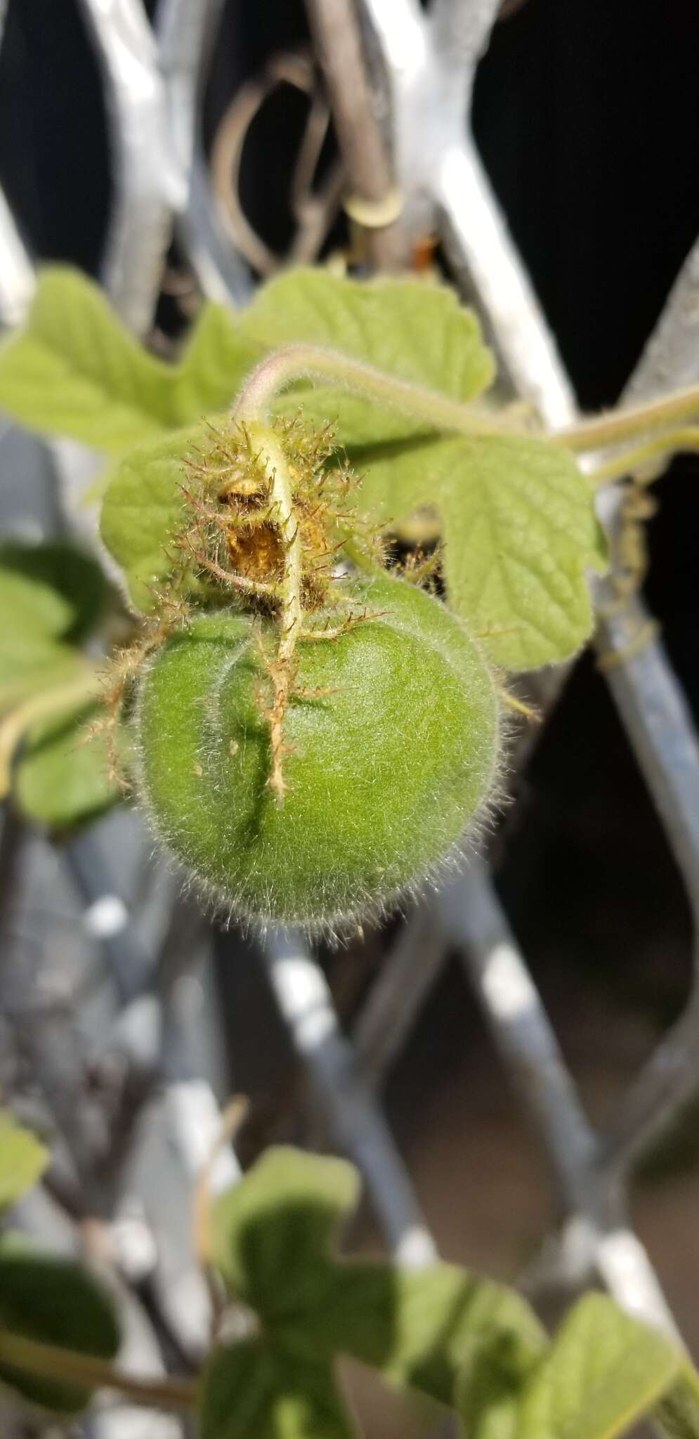 Image of Passiflora ciliata var. santiagana (Killip) Vanderpl.