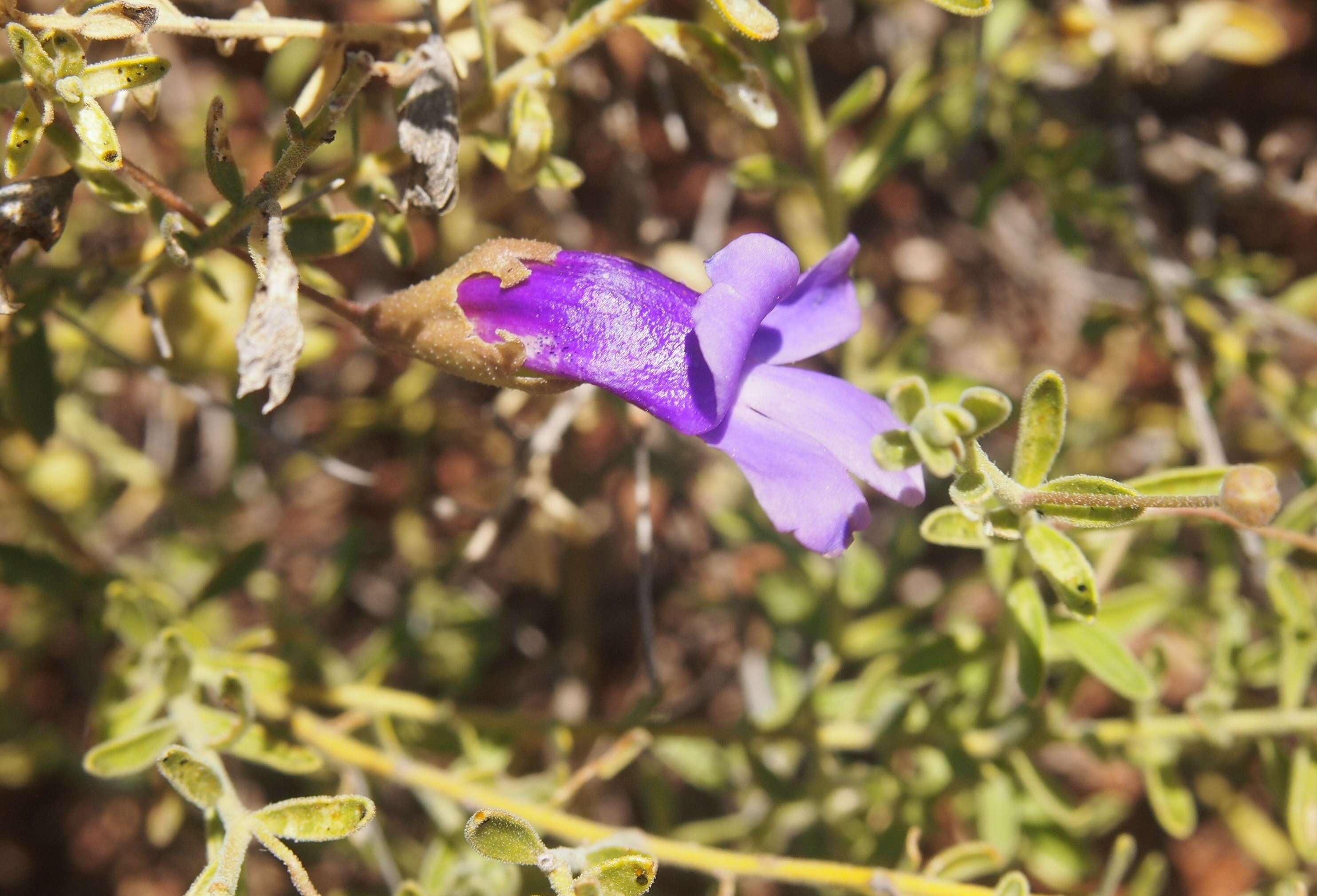 صورة Eremophila macdonnellii