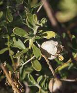 صورة Eremophila macdonnellii