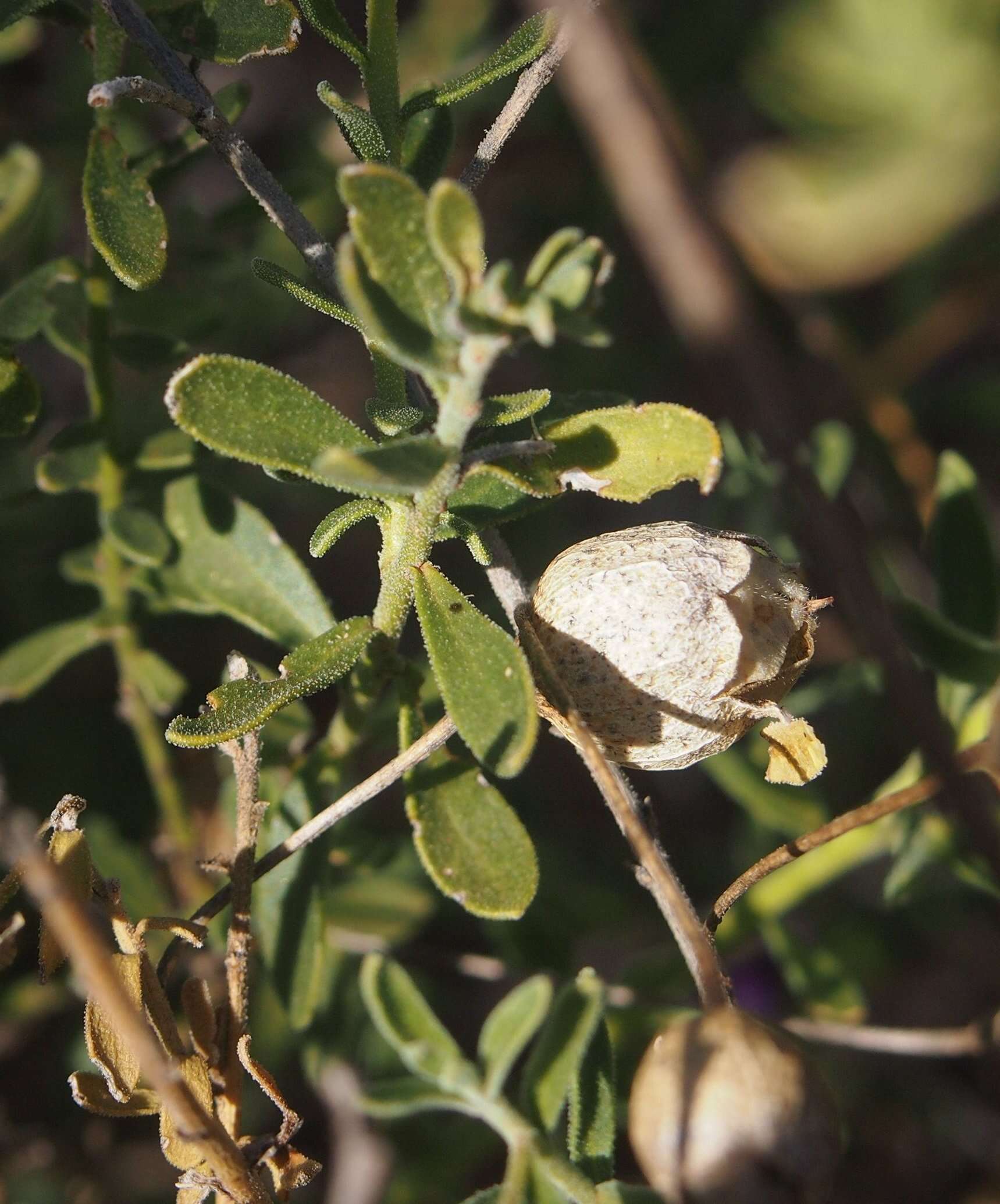 صورة Eremophila macdonnellii