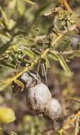 صورة Eremophila macdonnellii