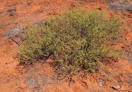 صورة Eremophila macdonnellii