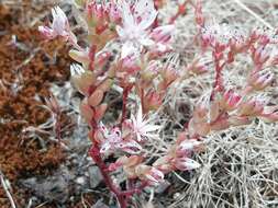 Image of Sedum arenarium Brot.