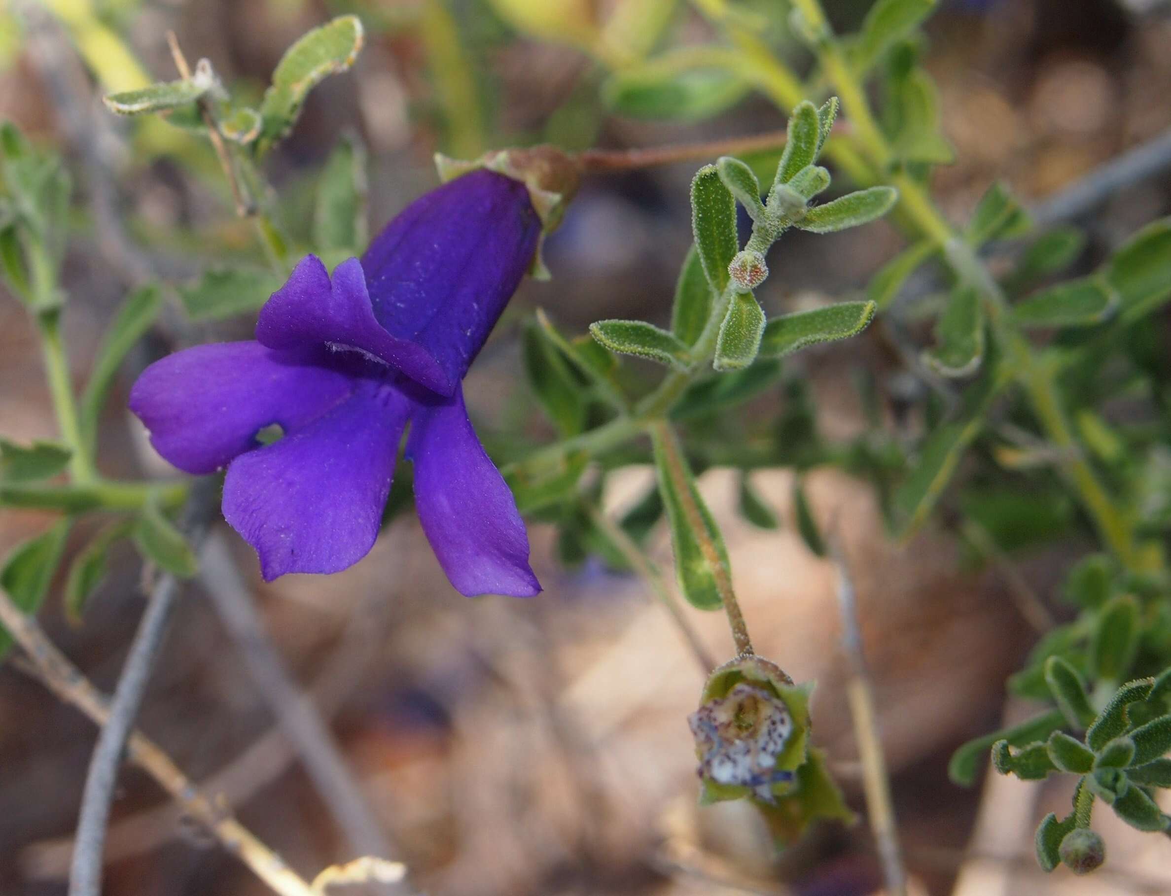 صورة Eremophila macdonnellii