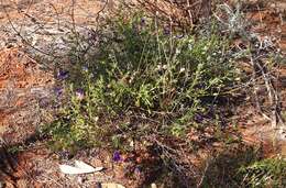 صورة Eremophila macdonnellii