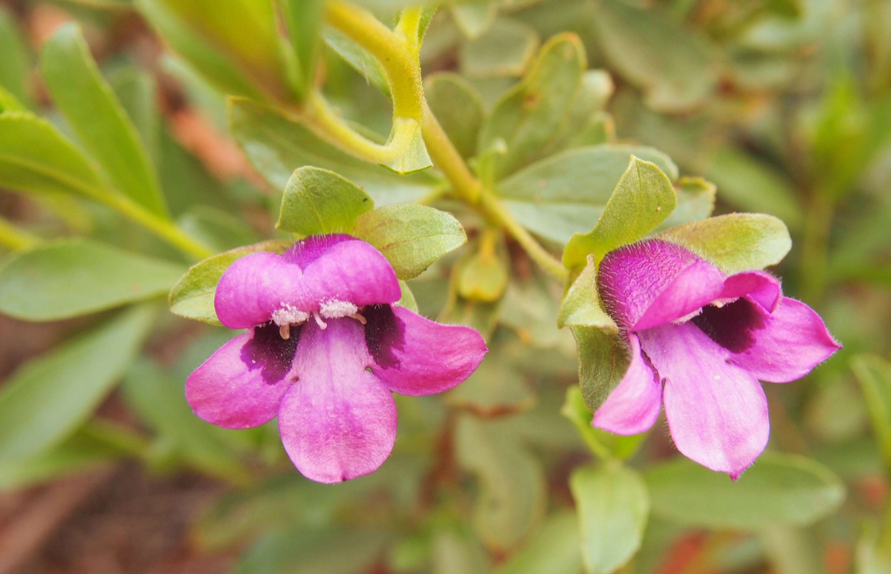 Image of Eremophila willsii F. Muell.