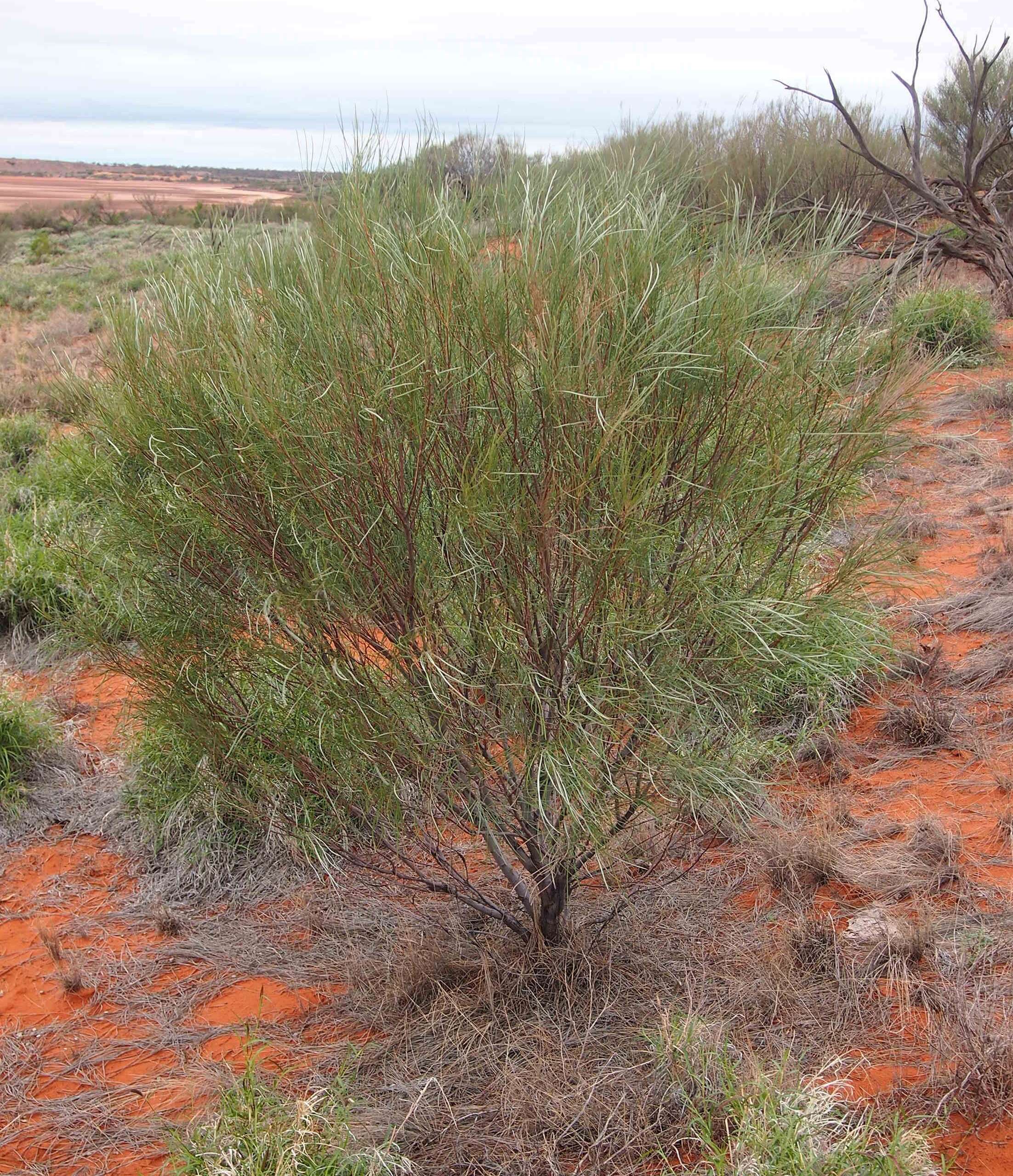 Image of Grevillea juncifolia Hook.