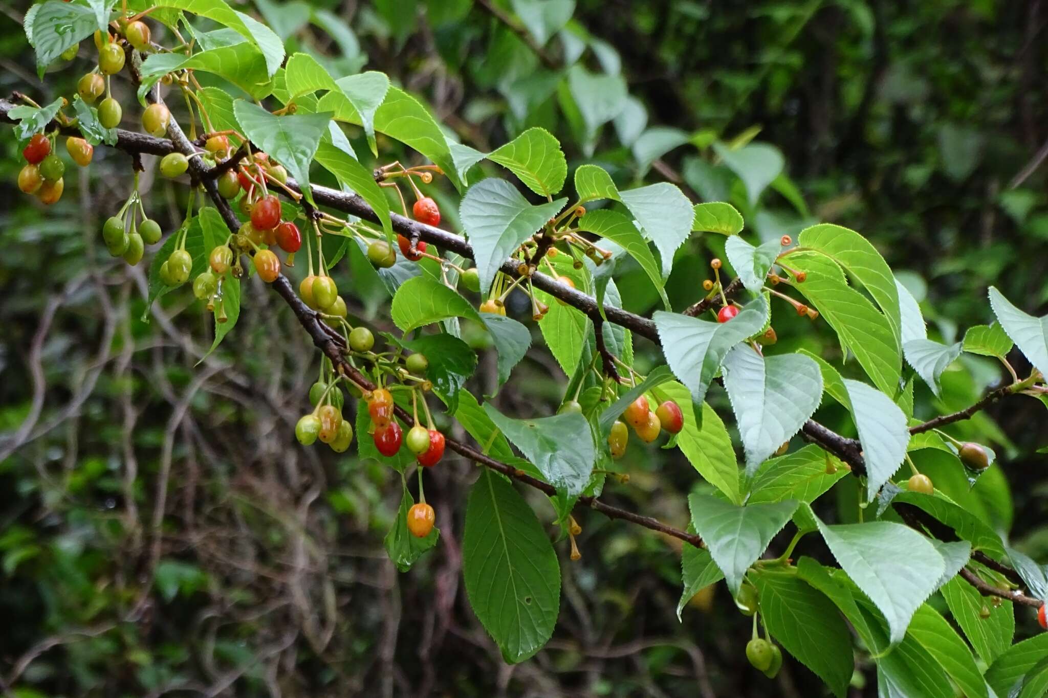 Prunus campanulata Maxim. resmi