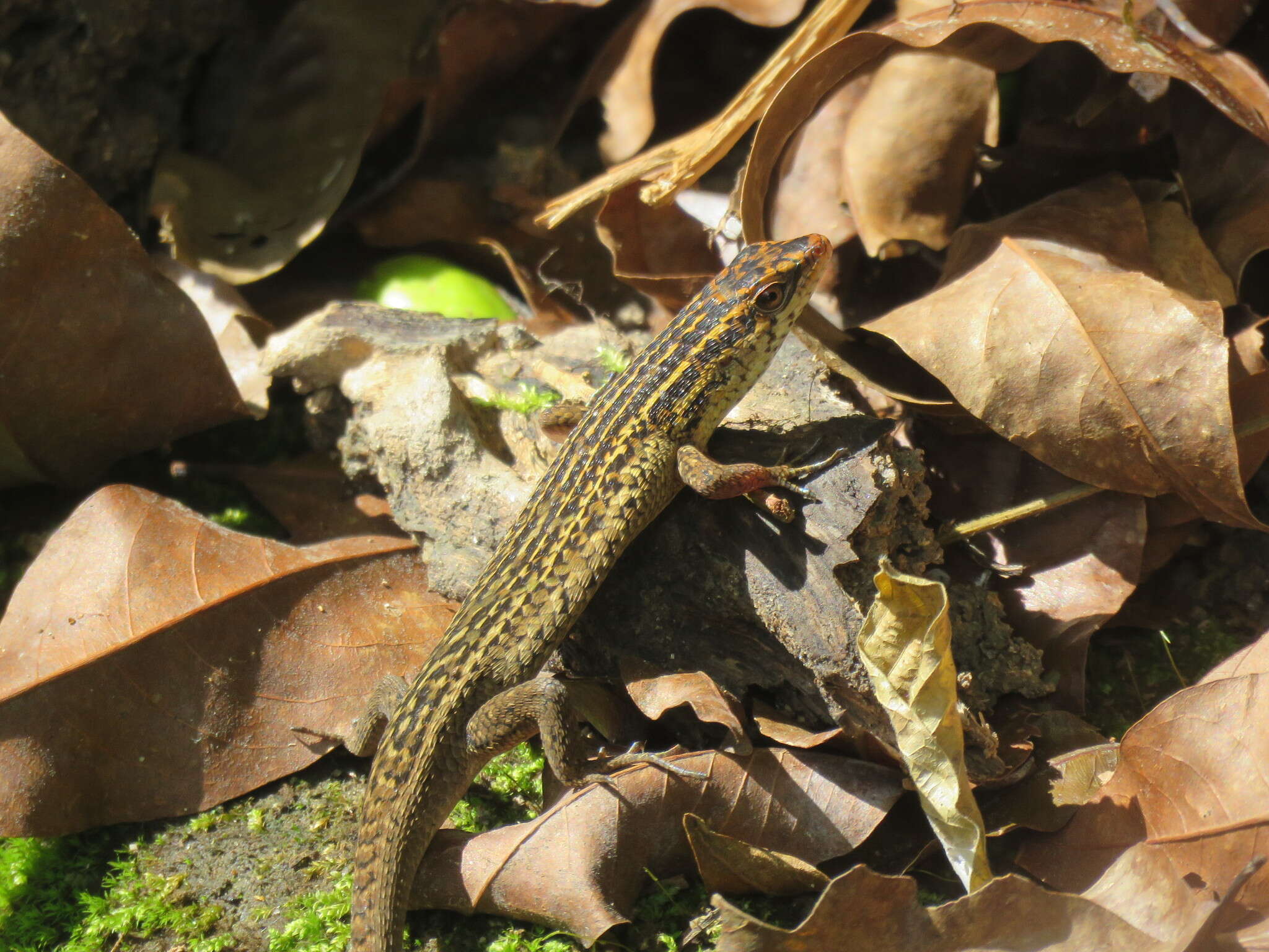 Imagem de Eutropis rugifera (Stoliczka 1870)