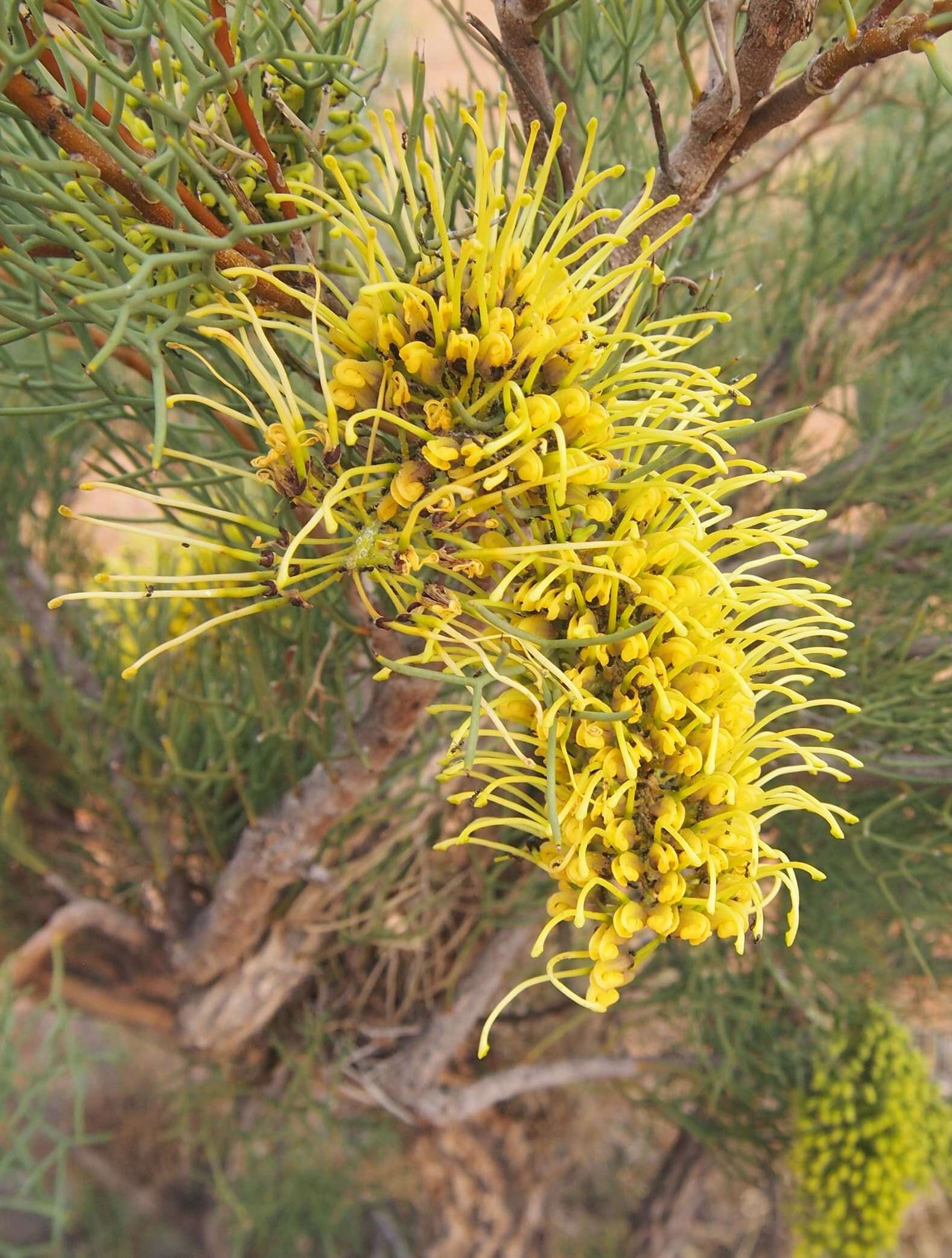 Image of pincushion tree