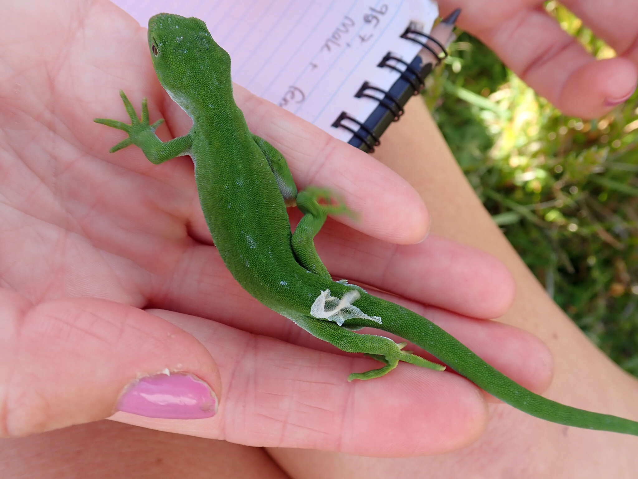 Image of Nelson green gecko