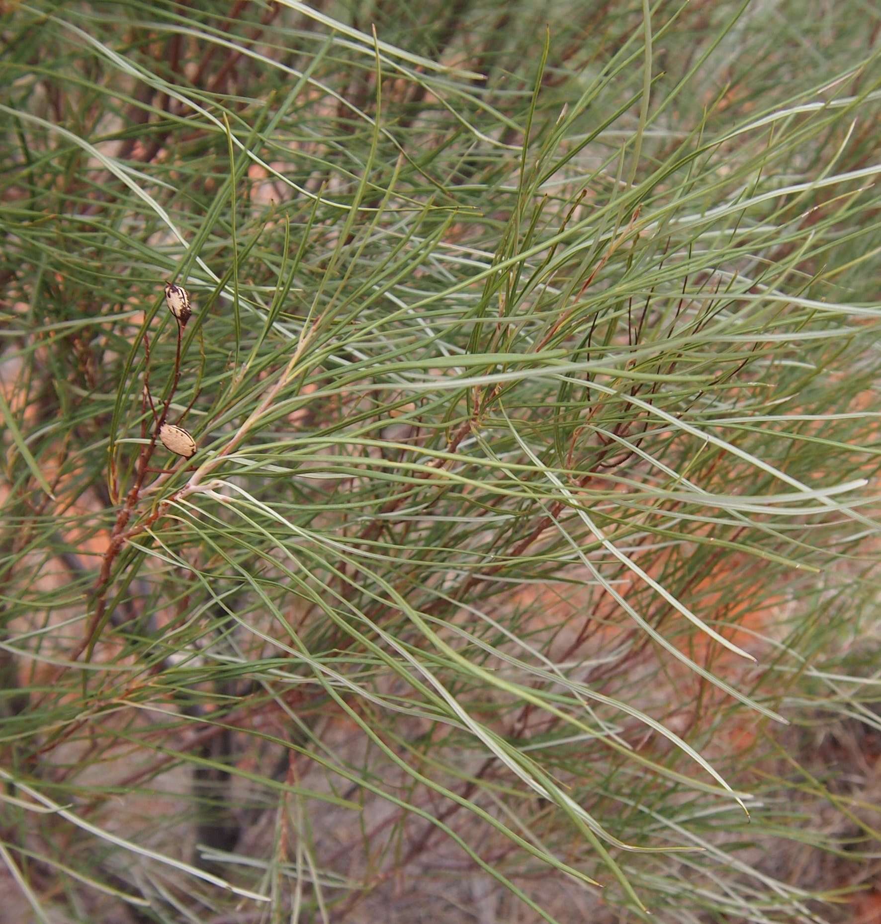 Image of Grevillea juncifolia Hook.