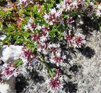 Lobelia jasionoides var. jasionoides resmi