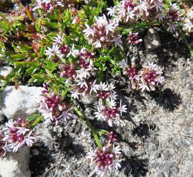 Image of Lobelia jasionoides var. jasionoides