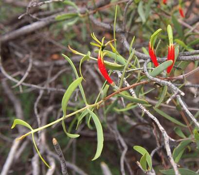 Image of harlequin mistletoe