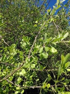 Sivun Terminalia triflora (Griseb.) Lillo kuva