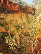 Sivun Melaleuca glomerata F. Müll. kuva