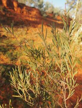 Imagem de Melaleuca glomerata F. Müll.