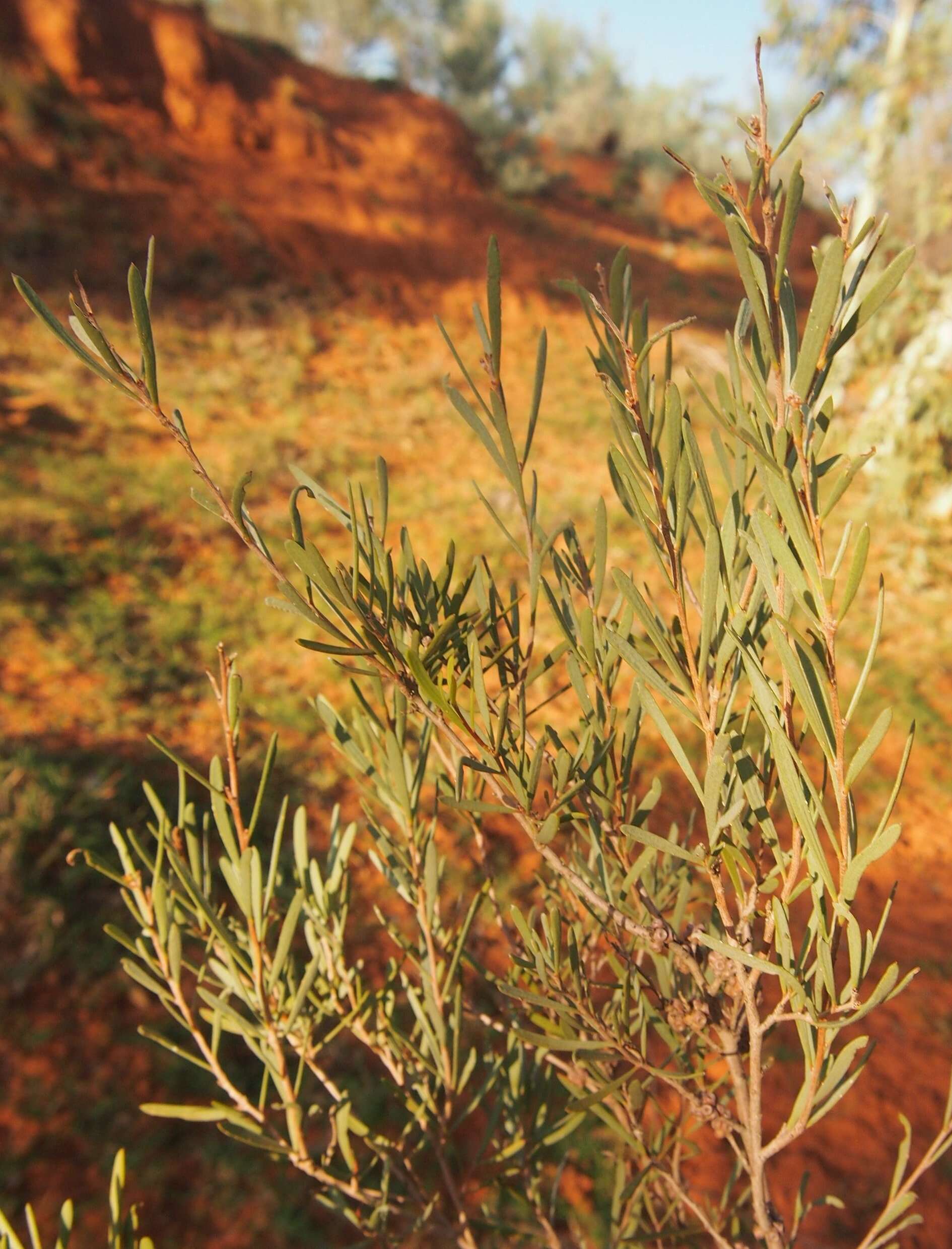 Image of Melaleuca glomerata F. Müll.