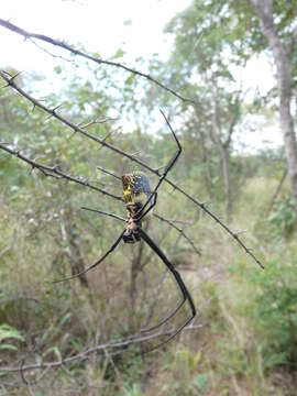 Image of Trichonephila fenestrata (Thorell 1859)