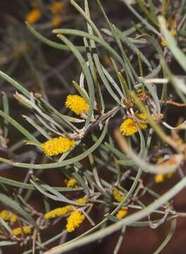 Image of Mulga