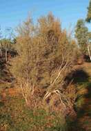 Image of Melaleuca glomerata F. Müll.