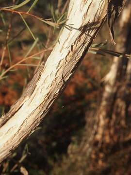 Sivun Melaleuca glomerata F. Müll. kuva