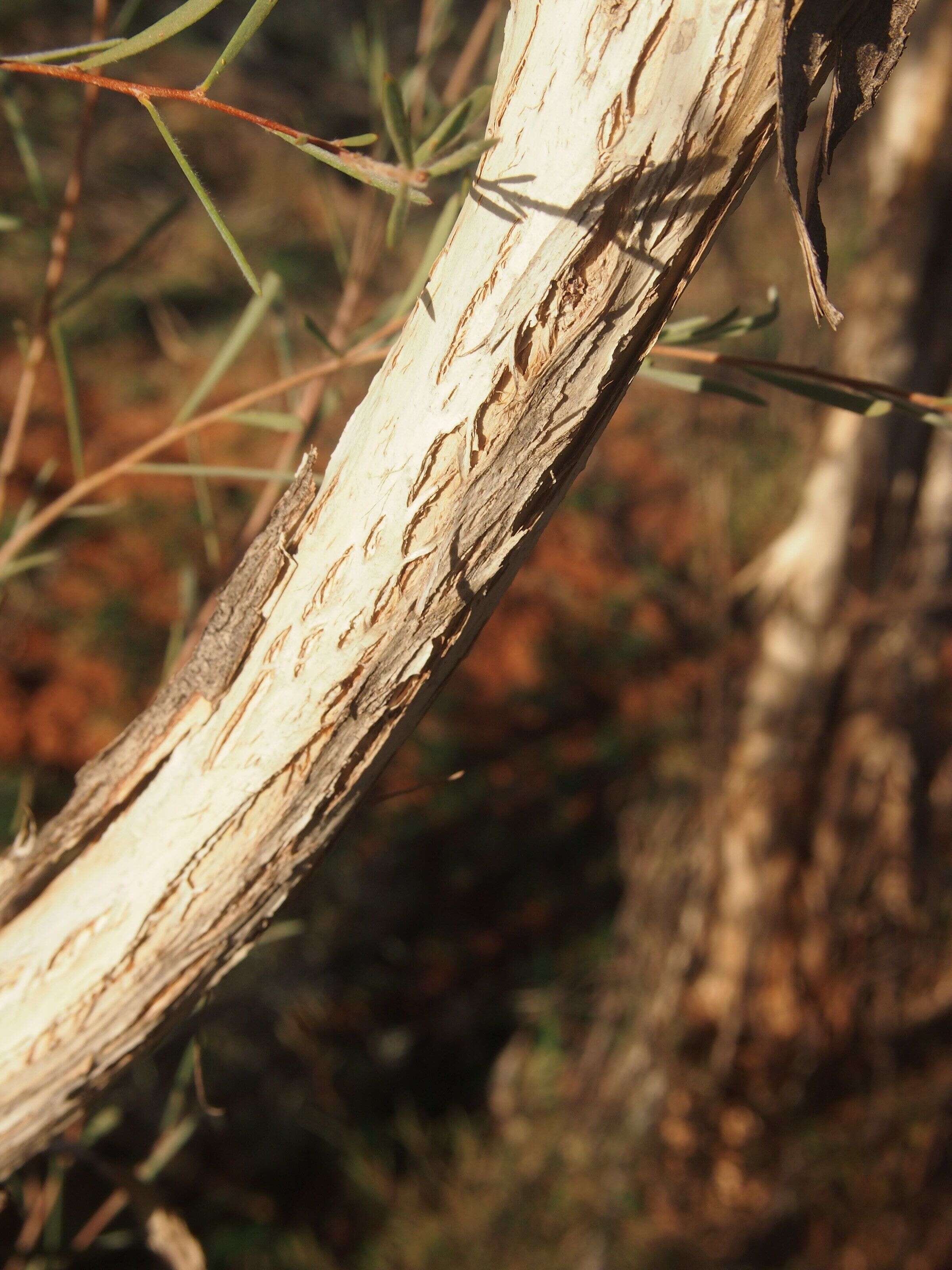 Image of Melaleuca glomerata F. Müll.