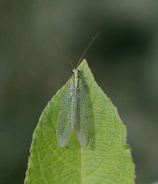 Image de Chrysopa walkeri McLachlan 1893