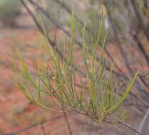 Image of Mulga