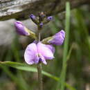 Imagem de Glycine latrobeana (Meissner) Benth.