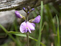 Imagem de Glycine latrobeana (Meissner) Benth.