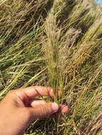 Image of Colombian bluestem