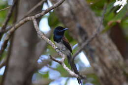 Image of Seychelles Black Paradise Flycatcher