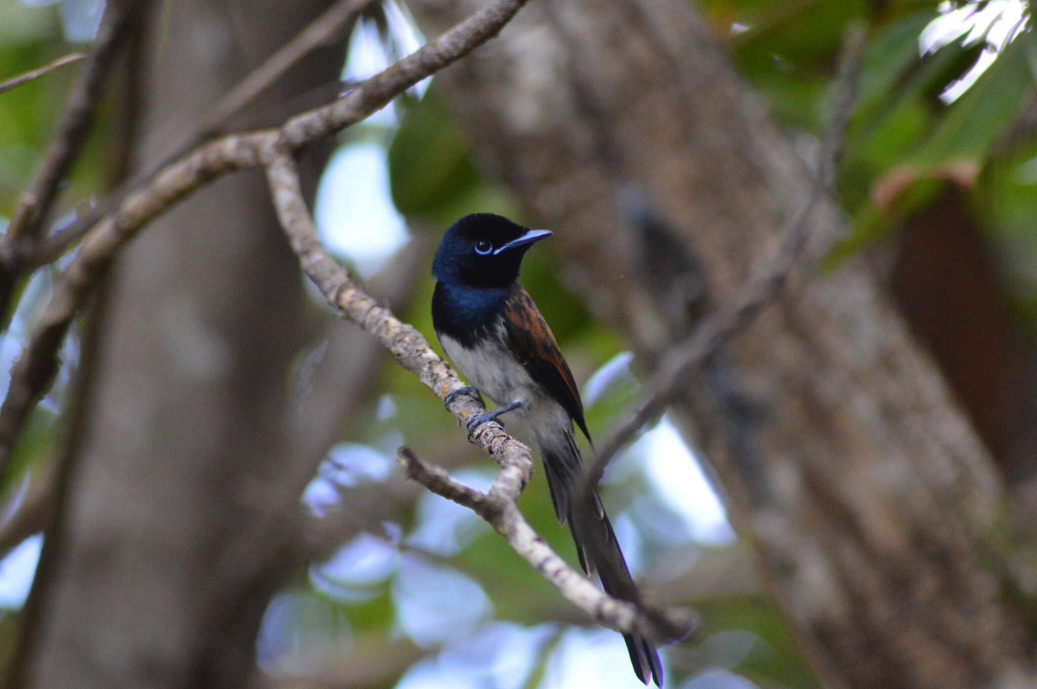 Image of Seychelles Black Paradise Flycatcher