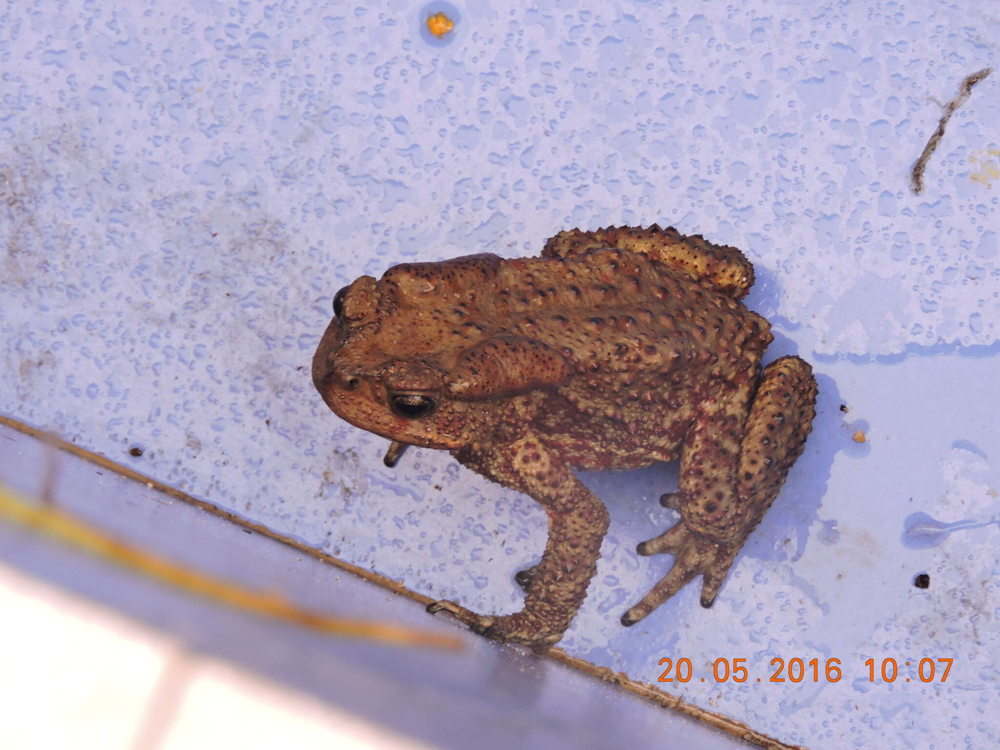 Image of Himalayan Toad