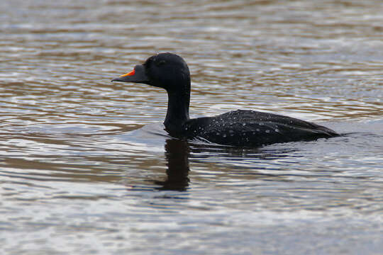 Image of Common Scoter