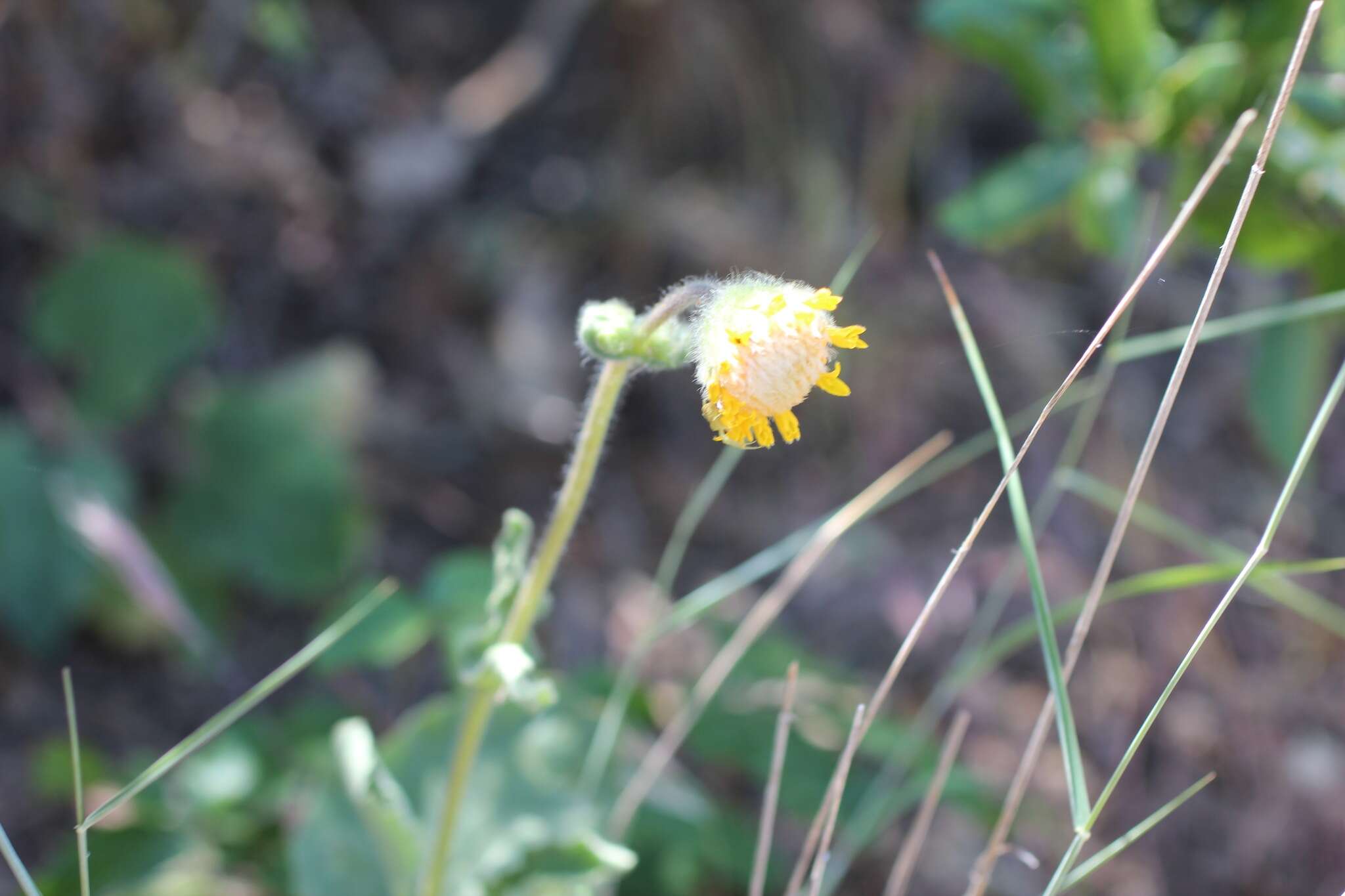 Image of rayless arnica