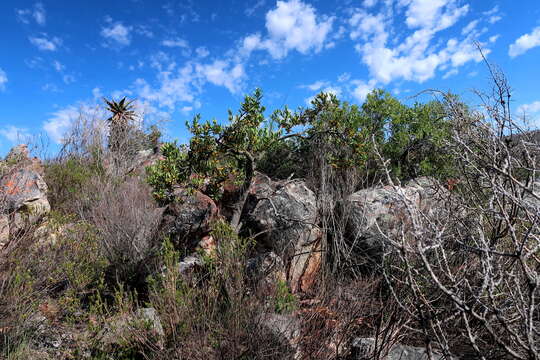 Image of Cape aloe