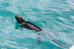 Image of marine iguana