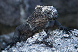 Image of marine iguana